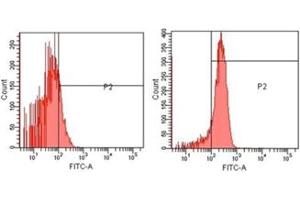 Flow cytometry analysis of U251 cells using Erk1/2 pAb (right) and control rabbit IgG (left). (ERK1/2 anticorps)