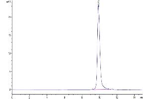 The purity of SARS-CoV-2 3CLpro (L50F) is greater than 95 % as determined by SEC-HPLC. (SARS-Coronavirus Nonstructural Protein 8 (SARS-CoV NSP8) (L50F) Protéine)