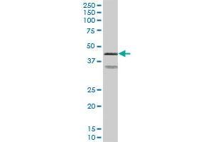 PRKAR2A MaxPab polyclonal antibody. (PRKAR2A anticorps  (AA 1-382))