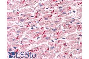 ABIN184775 (5µg/ml) staining of paraffin embedded Human Heart.