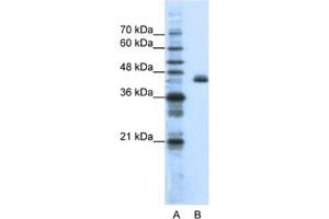 Western Blotting (WB) image for anti-Zinc Finger Protein 36, C3H Type-Like 2 (ZFP36L2) antibody (ABIN2461803) (ZFP36L2 anticorps)