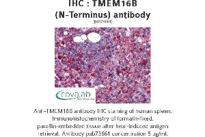 Image no. 2 for anti-Anoctamin 2 (ANO2) (N-Term) antibody (ABIN1740150)