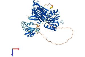 AlphaFold protein structure predicition of Mouse Recombinant Cyb5r4 Protein, UniprotID Q3TDX8