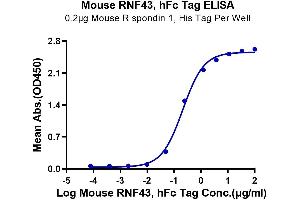 Immobilized Mouse R spondin 1, His Tag at 2 μg/mL (100 μL/Well) on the plate.