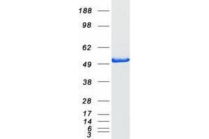 Validation with Western Blot