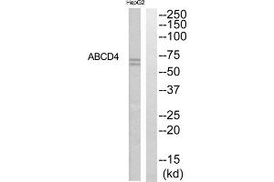 Western blot analysis of extracts from HepG2 cells, using ABCD4 antibody. (ABCD4 anticorps  (Internal Region))
