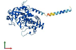 AlphaFold protein structure predicition of Human Recombinant FAM20B Protein, UniprotID O75063