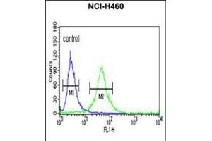 Flow cytometric analysis of NCI-H460 cells (right histogram) compared to a negative control cell (left histogram). (RPS13 anticorps  (AA 82-110))