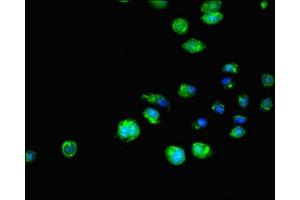 Immunofluorescent analysis of HepG2 cells using ABIN7151644 at dilution of 1:100 and Alexa Fluor 488-congugated AffiniPure Goat Anti-Rabbit IgG(H+L) (SH3GLB1 anticorps  (AA 1-365))