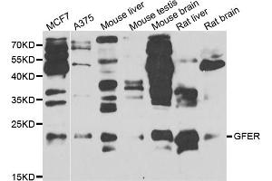 Western blot analysis of extracts of various cell lines, using GFER antibody (ABIN5973176) at 1/1000 dilution. (GFER anticorps)