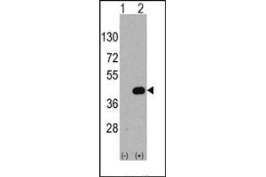 Image no. 1 for anti-WNT Inhibitory Factor 1 (WIF1) (C-Term) antibody (ABIN357861) (WIF1 anticorps  (C-Term))