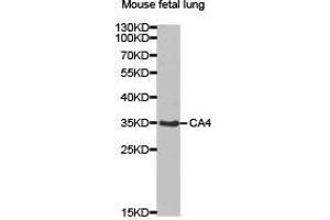 Western Blotting (WB) image for anti-Carbonic Anhydrase IV (CA4) antibody (ABIN1871391) (CA4 anticorps)