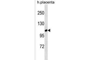 GPRC6A Antibody (Center) (ABIN1538454 and ABIN2850240) western blot analysis in human placenta tissue lysates (35 μg/lane). (GPRC6A anticorps  (AA 489-517))