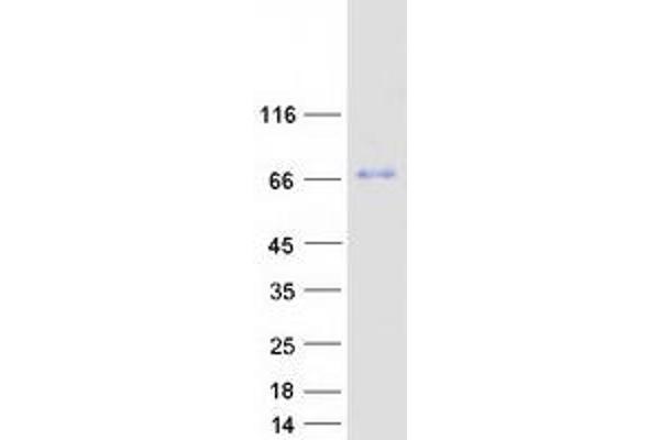 MBTD1 Protein (Myc-DYKDDDDK Tag)