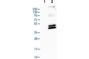 Western Blot analysis of Lane 1: negative control (vector only transfected HEK293T cell lysate) and Lane 2: over-expression lysate (co-expressed with a C-terminal myc-DDK tag in mammalian HEK293T cells) with PTGER3 polyclonal antibody . (PTGER3 anticorps)