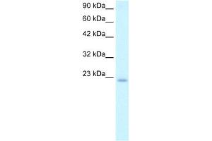 WB Suggested Anti-POLE3 Antibody Titration:  2.