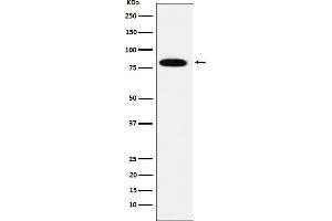 Western blot analysis of MCM7 expression in HeLa cell lysate.