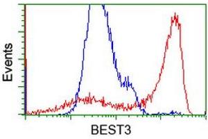 HEK293T cells transfected with either RC218436 overexpress plasmid (Red) or empty vector control plasmid (Blue) were immunostained by anti-BEST3 antibody (ABIN2452805), and then analyzed by flow cytometry. (Bestrophin 3 anticorps)