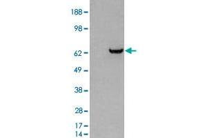 HEK293 overexpressing GRB7 and probed with GRB7 polyclonal antibody  (mock transfection in first lane), tested by Origene. (GRB7 anticorps)