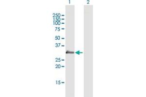 Western Blot analysis of PRG2 expression in transfected 293T cell line by PRG2 MaxPab polyclonal antibody.