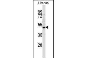 ATOH8 Antibody (N-term) (ABIN657598 and ABIN2846597) western blot analysis in human normal Uterus tissue lysates (35 μg/lane). (ATOH8 anticorps  (N-Term))