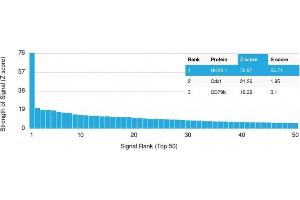 Analysis of Protein Array containing more than 19,000 full-length human proteins using NKX6.