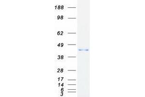 Validation with Western Blot