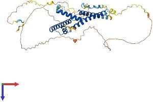 AlphaFold protein structure predicition of Mouse Recombinant Supt7l Protein, UniprotID Q9CZV5