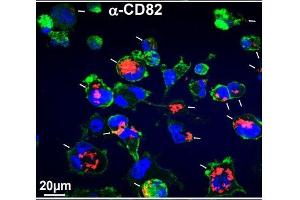 Immunofluorescence: Source: 10.