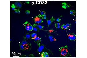 Immunofluorescence: Source: 10. (CD82 anticorps)