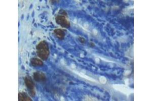 IHC-P analysis of Mouse Tissue, with DAB staining. (alpha Defensin 1 anticorps  (AA 20-93))