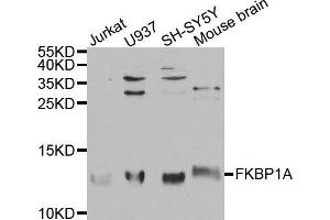 Western blot analysis of extracts of various cell lines, using FKBP1A antibody (ABIN5970884) at 1/1000 dilution. (FKBP1A anticorps)