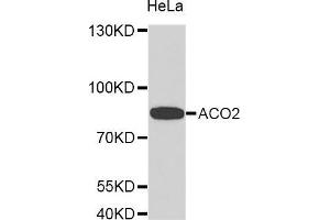 Western Blotting (WB) image for anti-Aconitase 2, Mitochondrial (ACO2) (AA 501-780) antibody (ABIN1678537) (ACO2 anticorps  (AA 501-780))