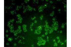 Immunocytochemistry (ICC) image for anti-BMI1 Polycomb Ring Finger Oncogene (BMI1) antibody (ABIN1854963)