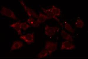ABIN6275762 staining HepG2 by IF/ICC. (Cytochrome C1 anticorps  (Internal Region))