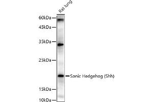 Western blot analysis of extracts of Rat lung, using Sonic Hedgehog (Shh) antibody (ABIN6134067, ABIN6147741, ABIN6147743 and ABIN6223662) at 1:1000 dilution. (Sonic Hedgehog anticorps)