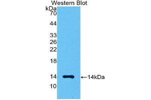 Western Blotting (WB) image for anti-Myostatin (MSTN) (AA 267-375) antibody (ABIN1174886) (MSTN anticorps  (AA 267-375))