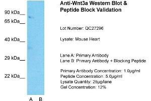 Host: Rabbit  Target Name: Wnt3a  Sample Tissue: Mouse HeartLane A:  Primary Antibody Lane B:  Primary Antibody + Blocking Peptide Primary Antibody Concentration: 1 µg/mL Peptide Concentration: 5 µg/mL Lysate Quantity: 41 µg/laneGel Concentration:.