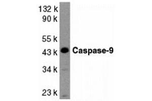 Western Blotting (WB) image for anti-Caspase 9, Apoptosis-Related Cysteine Peptidase (CASP9) (Middle Region 2) antibody (ABIN1031198) (Caspase 9 anticorps  (Middle Region 2))