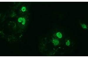 Immunofluorescence (IF) image for anti-Zinc Finger, Imprinted 2 (ZIM2) (AA 1-150), (AA 428-527) antibody (ABIN1490590)