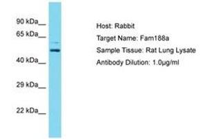 Image no. 1 for anti-Family with Sequence Similarity 188, Member A (FAM188A) (AA 51-100) antibody (ABIN6750488) (FAM188A anticorps  (AA 51-100))