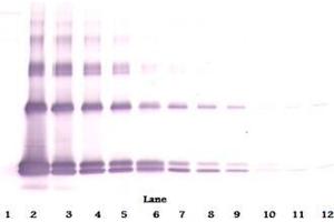 Western Blot unreduced using Interleukin-33 antibody (IL-33 anticorps)