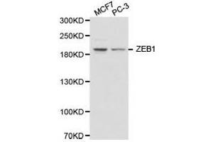 Western Blotting (WB) image for anti-Zinc Finger E-Box Binding Homeobox 1 (ZEB1) antibody (ABIN1875385) (ZEB1 anticorps)