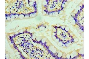 Immunohistochemistry of paraffin-embedded human small intestine tissue using ABIN7147728 at dilution of 1:100 (Chromogranin A anticorps  (AA 19-457))