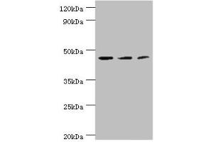 Western blot All lanes: ACY1 antibody at 4 μg/mL Lane 1: K562 whole cell lysate Lane 2: HepG2 whole cell lysate Lane 3: Mouse kidney tissue Secondary Goat polyclonal to rabbit IgG at 1/10000 dilution Predicted band size: 46, 38, 39, 43 kDa Observed band size: 46 kDa (Aminoacylase 1 anticorps  (AA 1-408))