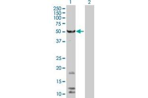 Western Blot analysis of FAF2 expression in transfected 293T cell line by FAF2 MaxPab polyclonal antibody. (FAF2 anticorps  (AA 1-445))