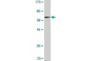 Western Blot detection against Immunogen (67.
