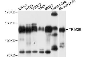 Western blot analysis of extracts of various cell lines, using TRIM28 antibody (ABIN5971249) at 1/1000 dilution. (KAP1 anticorps)