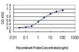 Detection limit for recombinant GST tagged HHEX is approximately 0. (HHEX anticorps  (AA 1-270))