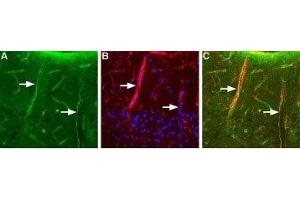 Expression of Aquaporin 4 in rat brain - Immunohistochemical staining of rat brain using Anti-Aquaporin 4 (AQP4) (300-314) Antibody (ABIN7042939, ABIN7045209 and ABIN7045210), (1:200). (Aquaporin 4 anticorps  (C-Term, Intracellular))